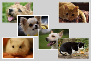 �y�b�g�Α��Ǝ҂̂��Љ�